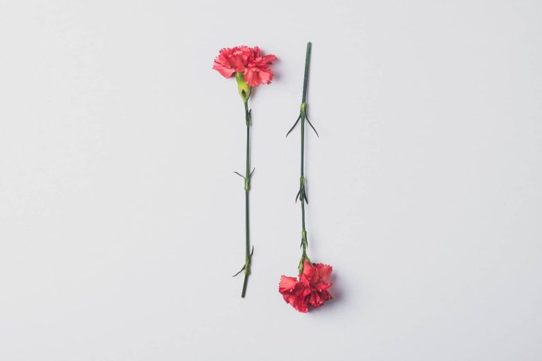 Dos claveles rojos sobre fondo blanco